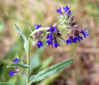 Anchusa çayırda vahşi doğada çiçek açar.