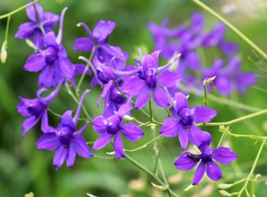 Consolida regalis tarlada ekinlerin arasında çiçek açıyor.