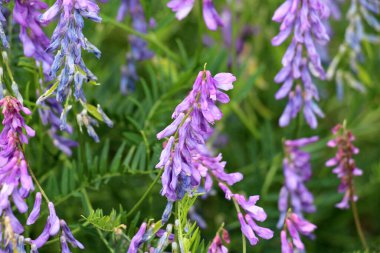 İnce yapraklı bezelyeler (Vicia tenuifolia) çayırlarda çiçek açar.