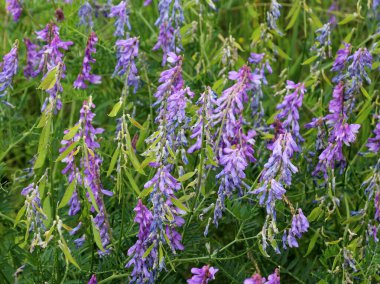 Thin-leaved peas (Vicia tenuifolia) blooms in the meadow in the wil clipart