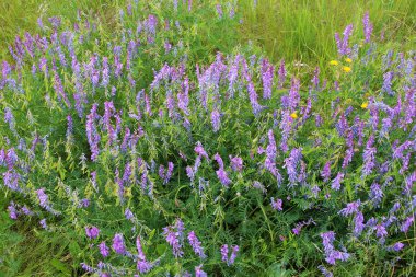 Thin-leaved peas (Vicia tenuifolia) blooms in the meadow in the wil clipart