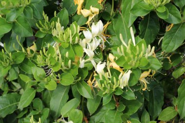 Bahçede bir hanımeli çalısı (Lonicera) çiçek açıyor.