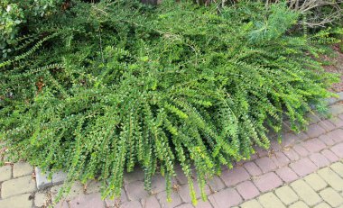 Dekoratif hanımeli çalılığı (Lonicera pileata) peyzaj tasarımında kullanılır.