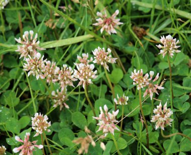 White creeping (Trifolium repens) clover grows in nature in summer