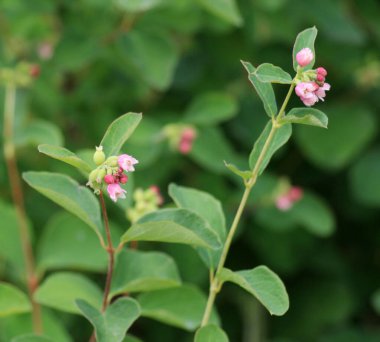 Dekoratif ve bal taşıyan karmersini (Symphoricarpos) doğada çiçek açar
