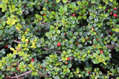 In the garden grows a decorative bush of the cotoneaster horizontalis  clipart