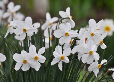 İlkbaharda, narsis (nergisler) çiçek tarhında açar..