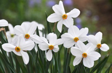 İlkbaharda, narsis (nergisler) çiçek tarhında açar..