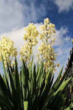 Yucca yazın bahçede çiçek açar.