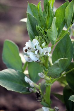 Çiçekli sahne at fasulye (Vicia faba de alanında)