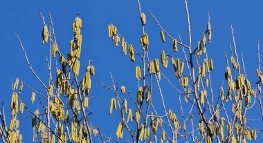 Bahar mevsiminde yaygın ela (Corylus avellana) ön kısımlarda çiçek açar