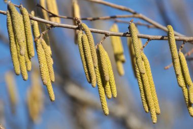 Common hazel (Corylus avellana) in the spring blooms in the fores clipart