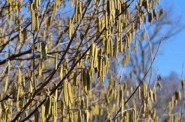 Common hazel (Corylus avellana) in the spring blooms in the fores clipart