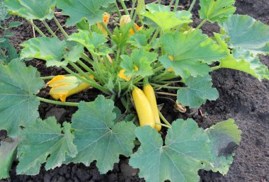 Kabak hasadı açık organik toprakta olgunlaşmıştır.