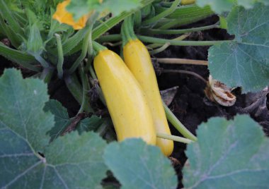 Kabak hasadı açık organik toprakta olgunlaşmıştır.