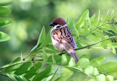 Bulanık arkaplanda serçe (Yolcu) vahşi doğada