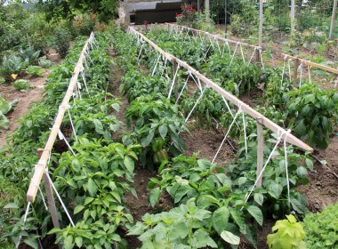 Drip sulama açık organik topraklarda biber yetiştirmek için kullanılır.