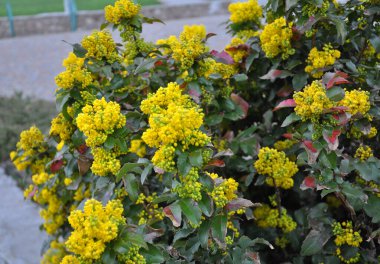 Ebedi yeşil çalı Mahonia aquifolium peyzaj için kullanılır.