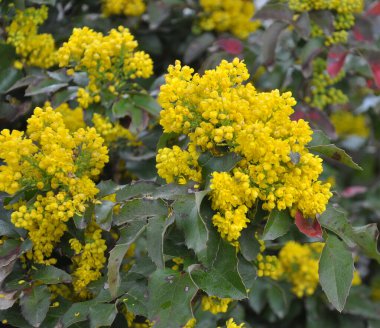 Ebedi yeşil çalı Mahonia aquifolium peyzaj için kullanılır.