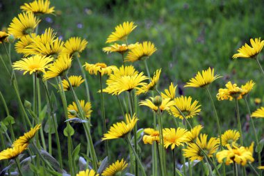 Doronicum orientale bahçedeki bir çiçek tarlasında çiçek açar