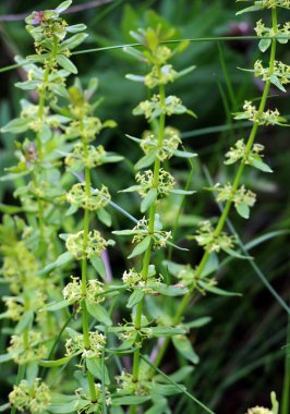 Vahşi bitki Cruciata glabra baharda ormanda yetişir.