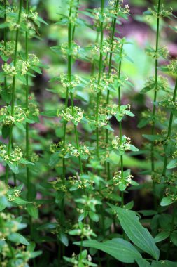 Vahşi bitki Cruciata glabra baharda ormanda yetişir.