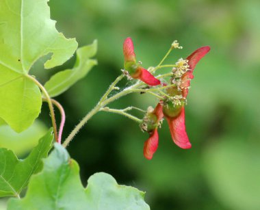Olgunlaşmamış meyve - Akçaağaç (Acer campestre) kanatlı tohumları)