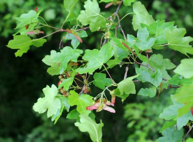 Olgunlaşmamış meyve - Akçaağaç (Acer campestre) kanatlı tohumları)
