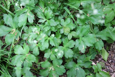 İlkbaharda, Sanicula europaea ormanın vahşi doğasında yetişir.