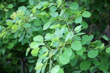 Genç yapraklı Aspen (Populus tremula) ağaçları doğada yetişir.
