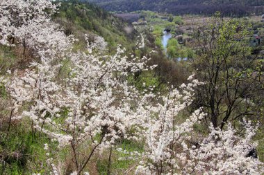  Baharda, doğada kara diken çiçek açar.