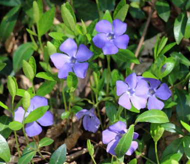 İlkbaharda doğada çiçek açar küçük menekşe (Vinca minör))