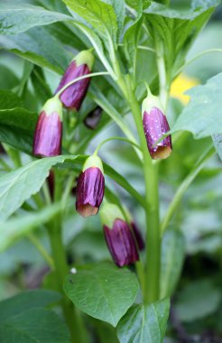 Ormandaki ilkbaharda nadir bulunan Scopolia Carniolica bitkisi çiçek açar.