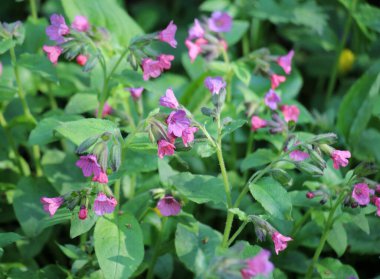 Early spring plant lungwort (Pulmonaria) blooms in the wild forest clipart