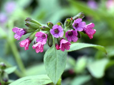 Erken bahar bitki Lungwort (göğüs) vahşi ormanda çiçek açar