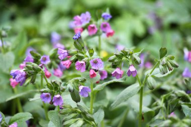 Erken bahar bitki Lungwort (göğüs) vahşi ormanda çiçek açar