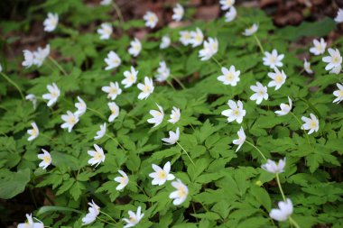 Ormanın vahşi yaşamında erken bahar çiçekleri. İlkbahar bitkisi Anemone nemorosa.