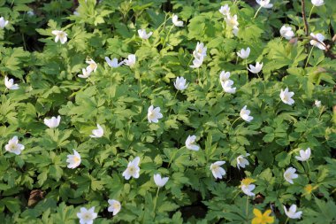 Ormanın vahşi yaşamında erken bahar çiçekleri. İlkbahar bitkisi Anemone nemorosa.
