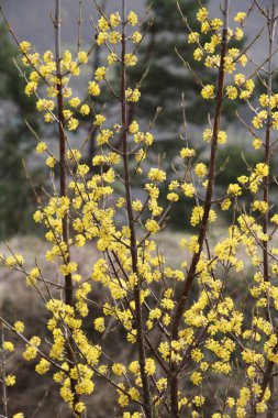 Bahar korneli gerçektir (Cornus mas) vahşi doğada çiçek açar 