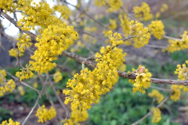 In spring cornel is real (Cornus mas) blooms in the wild  clipart