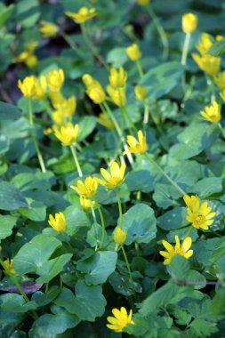 İlkbaharda, Ranunculus kurgu doğada çiçek açar.