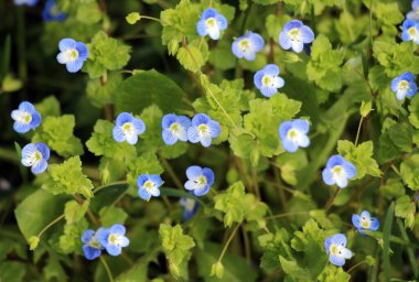 Baharda, Veronica filizlenir vahşi doğada