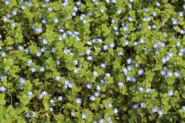 Baharda, Veronica filizlenir vahşi doğada