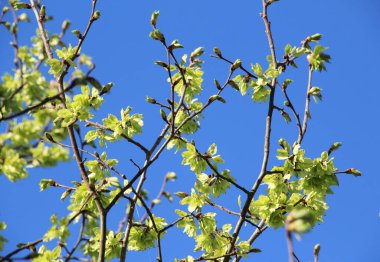 Bahar karaağacı (Ulmus glabra) yapraklı ve çiçekli dal