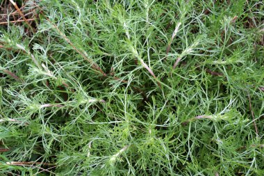 Vahşi doğada bir tür pelin otu yetişir - Artemisia marschalliana