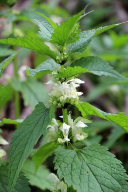 Doğada beyaz ısırgan otları sağırdır (Lamium albümü)