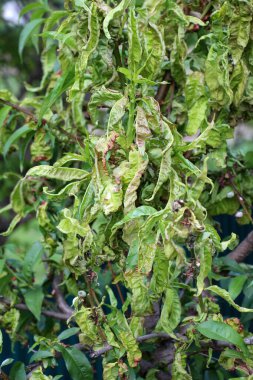 Taphrina deformans mantarının sebep olduğu kıvrımlı şeftali yaprakları. 