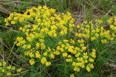 Yabani otların baharında, Euphorbia cyparissias çiçekleri açar.