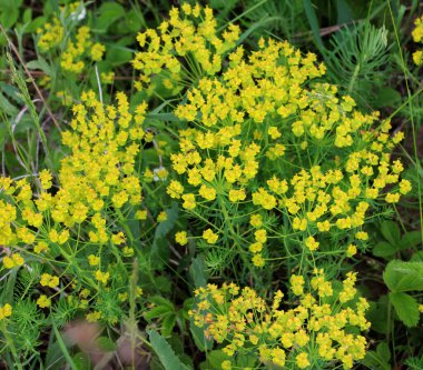 In the spring of wild herbs, Euphorbia cyparissias blooms clipart