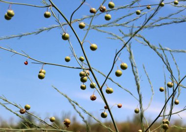 Yazın, kuşkonmaz sapı meyveler olgunlaşır (kuşkonmaz officinalis)